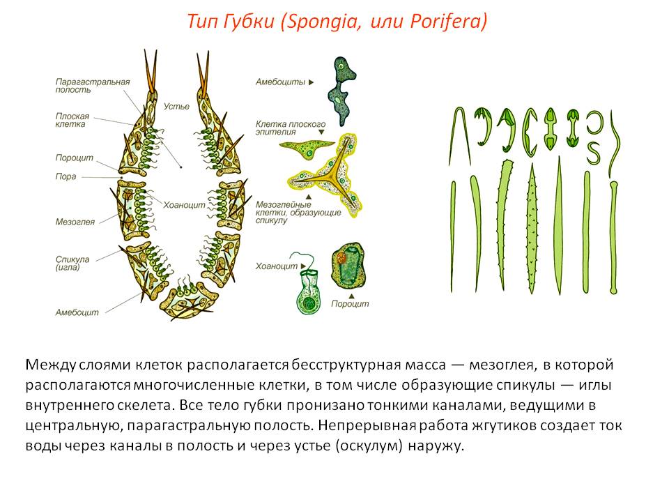 Kraken tor